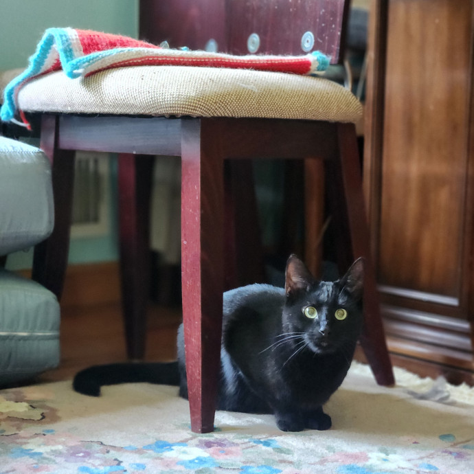 Kim's Kitty Sitting