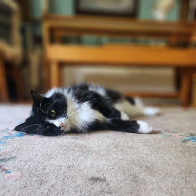 Kim's Kitty Sitting