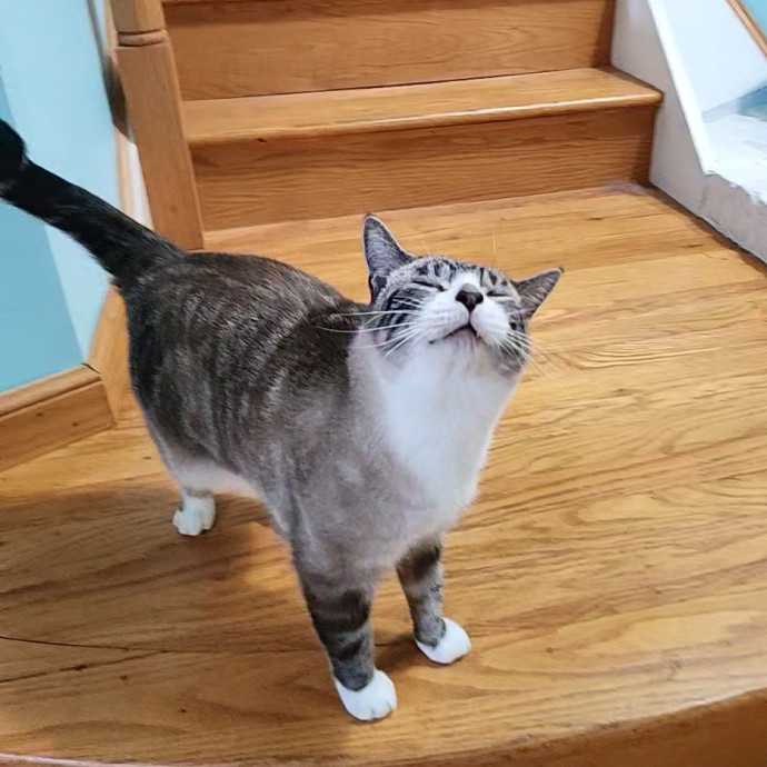 Kim's Kitty Sitting