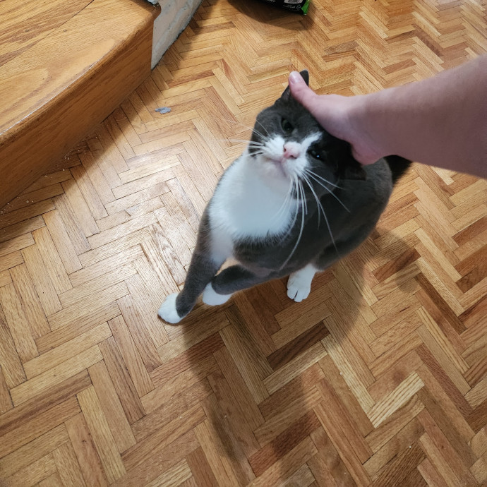 Kim's Kitty Sitting