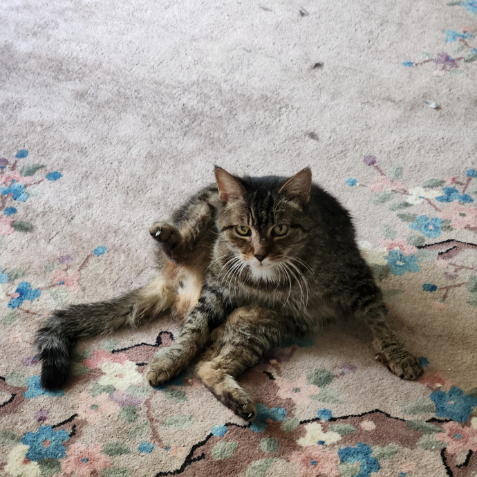 Kim's Kitty Sitting