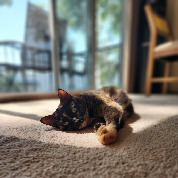 Kim's Kitty Sitting