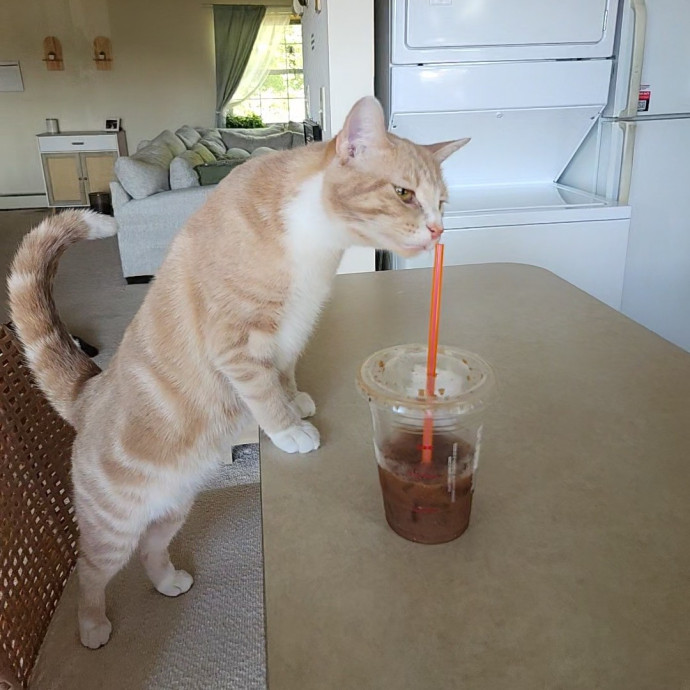 Kim's Kitty Sitting