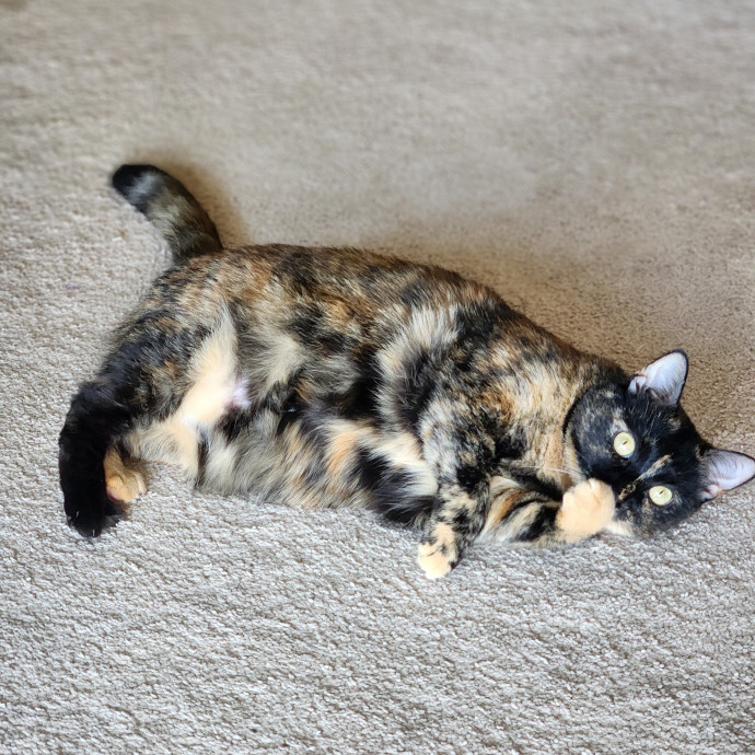 Kim's Kitty Sitting