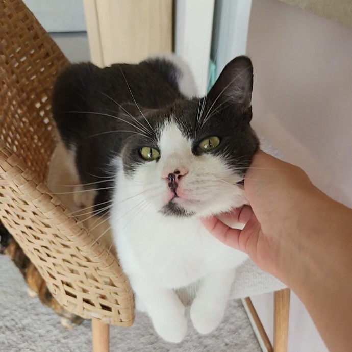 Kim's Kitty Sitting