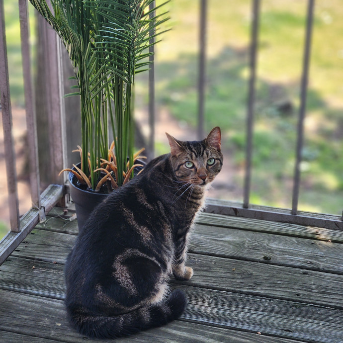 Kim's Kitty Sitting
