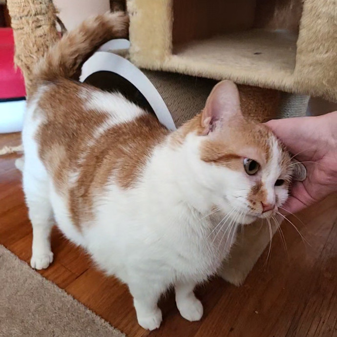 Kim's Kitty Sitting