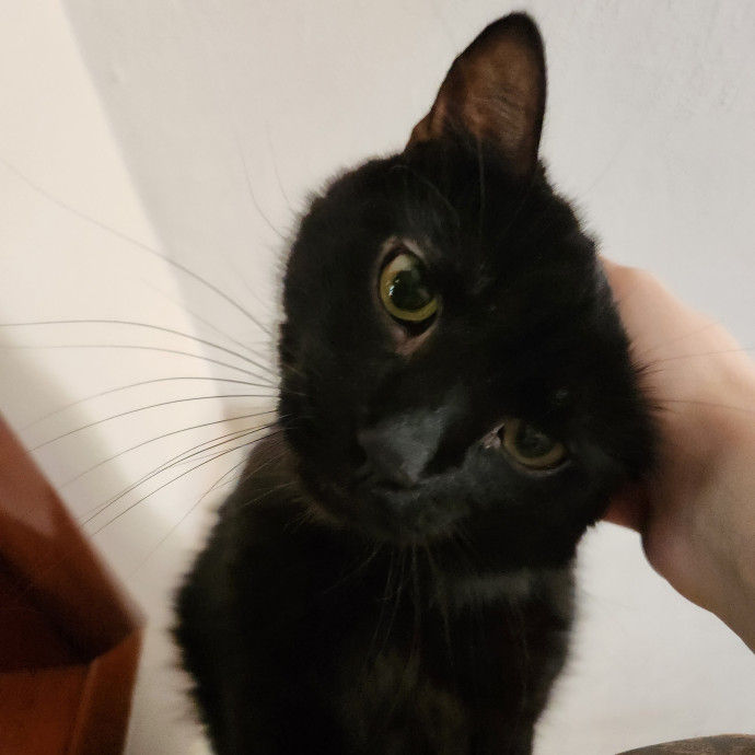 Kim's Kitty Sitting
