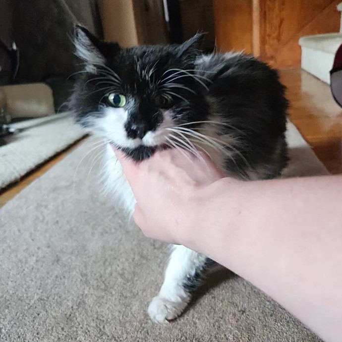 Kim's Kitty Sitting