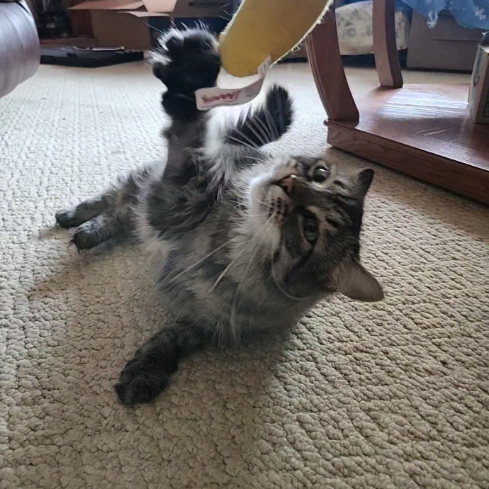 Kim's Kitty Sitting