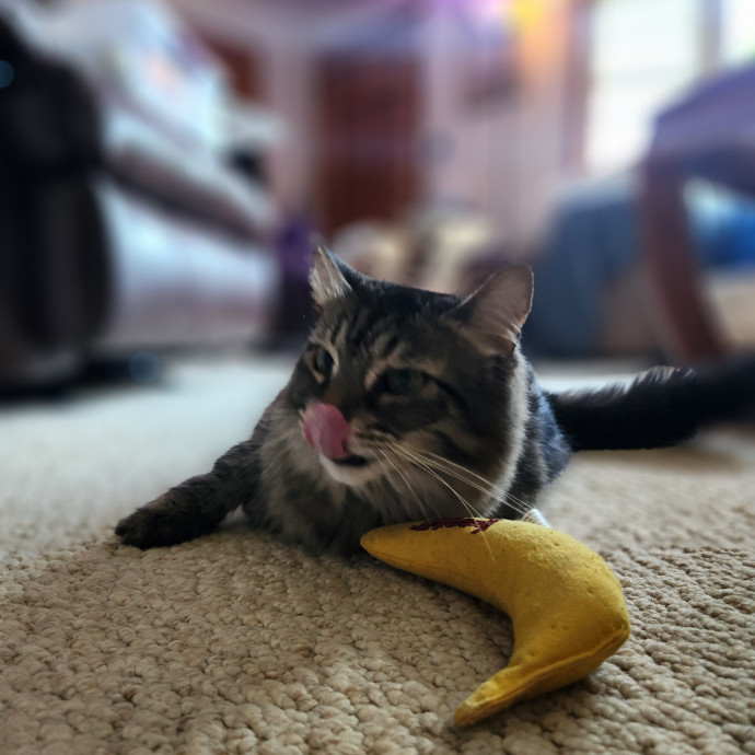 Kim's Kitty Sitting