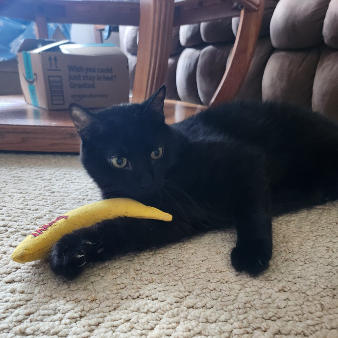 Kim's Kitty Sitting