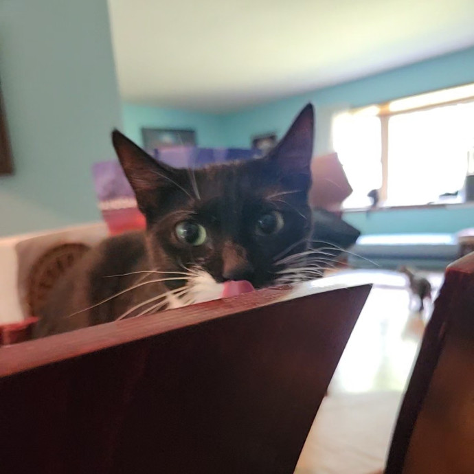 Kim's Kitty Sitting
