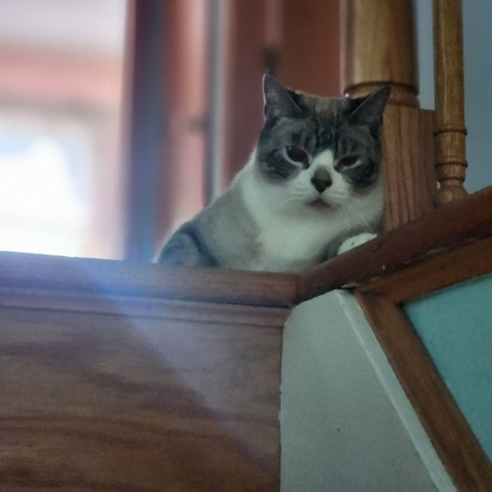 Kim's Kitty Sitting
