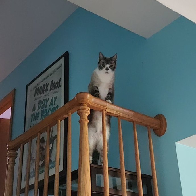 Kim's Kitty Sitting