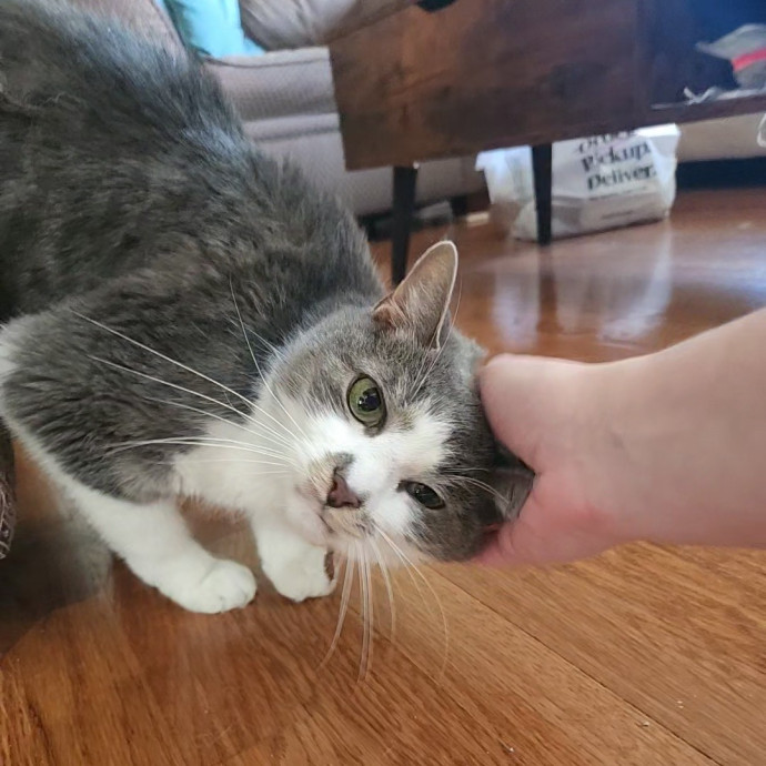 Kim's Kitty Sitting