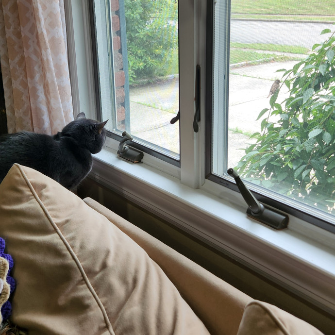 Kim's Kitty Sitting