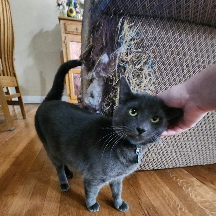 Kim's Kitty Sitting