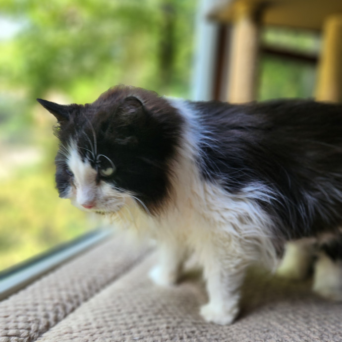 Kim's Kitty Sitting
