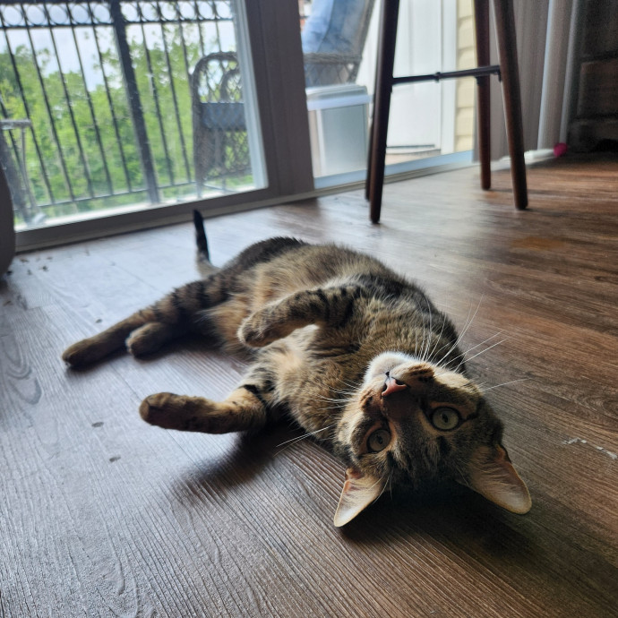 Kim's Kitty Sitting