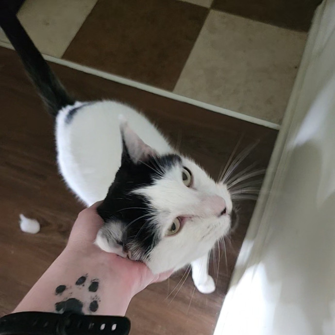 Kim's Kitty Sitting