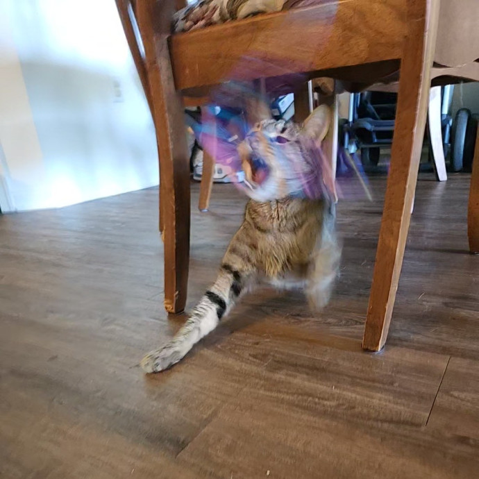 Kim's Kitty Sitting