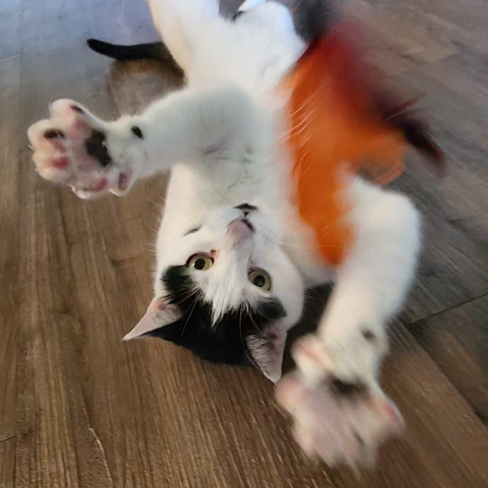 Kim's Kitty Sitting