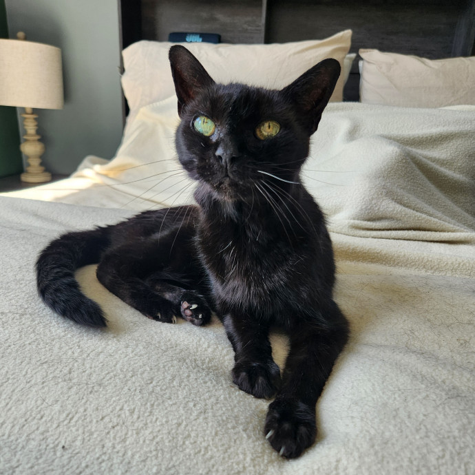 Kim's Kitty Sitting