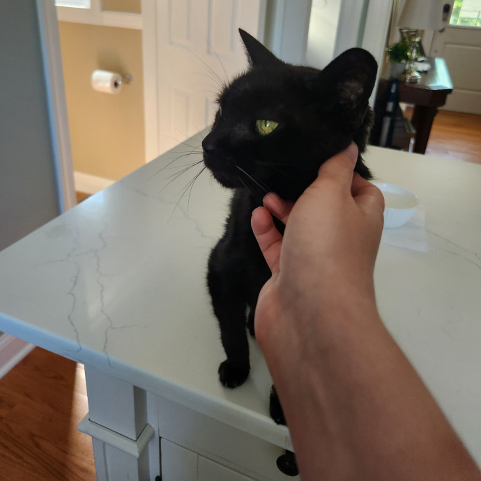 Kim's Kitty Sitting