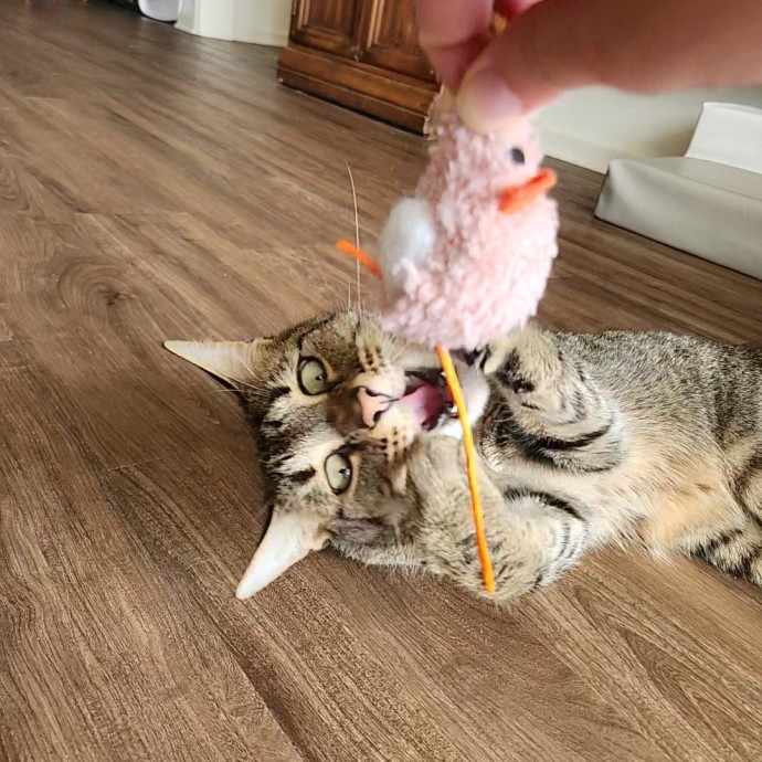 Kim's Kitty Sitting