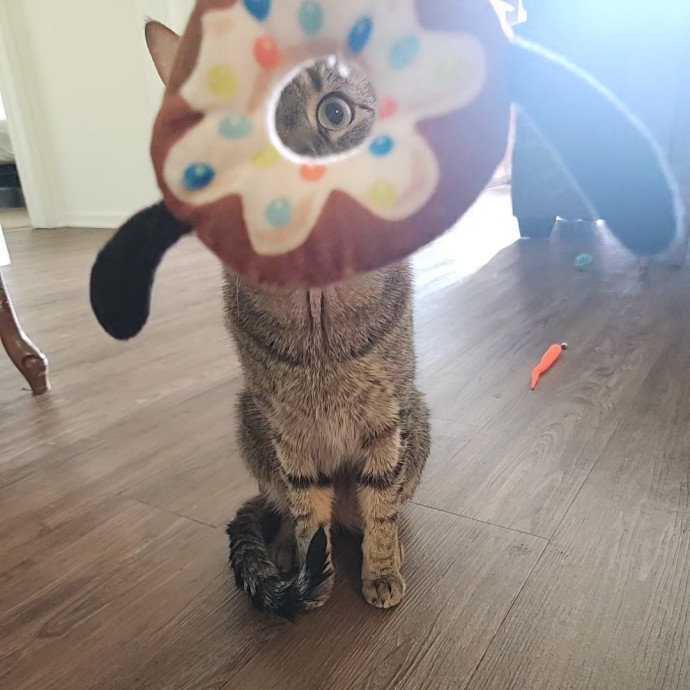 Kim's Kitty Sitting