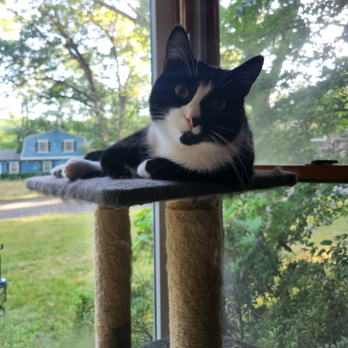 Kim's Kitty Sitting