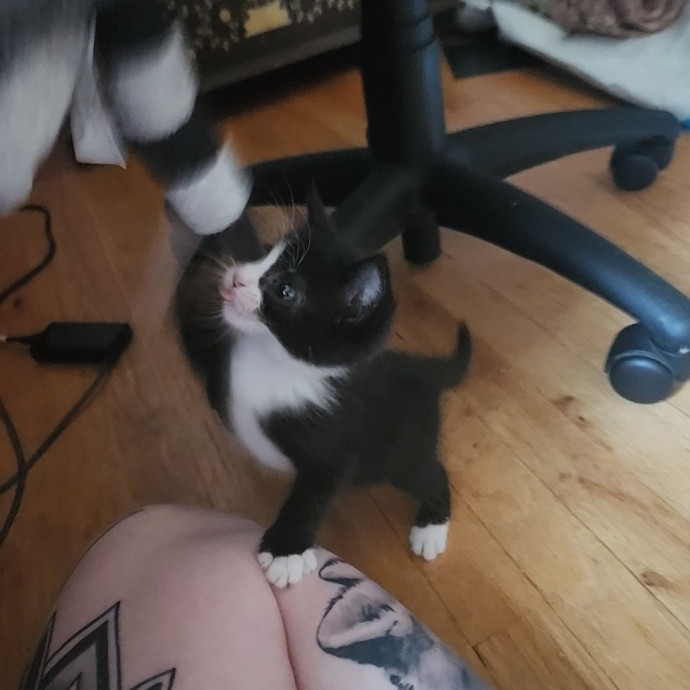 Kim's Kitty Sitting