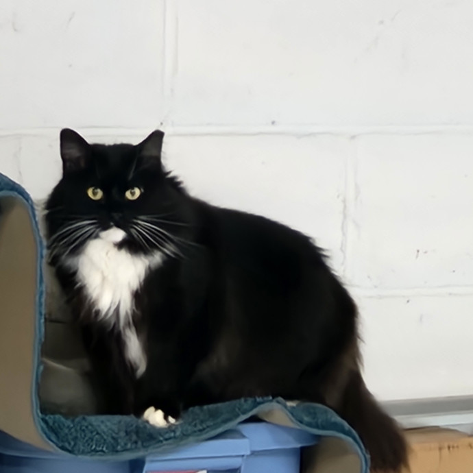 Kim's Kitty Sitting