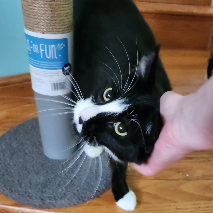 Kim's Kitty Sitting