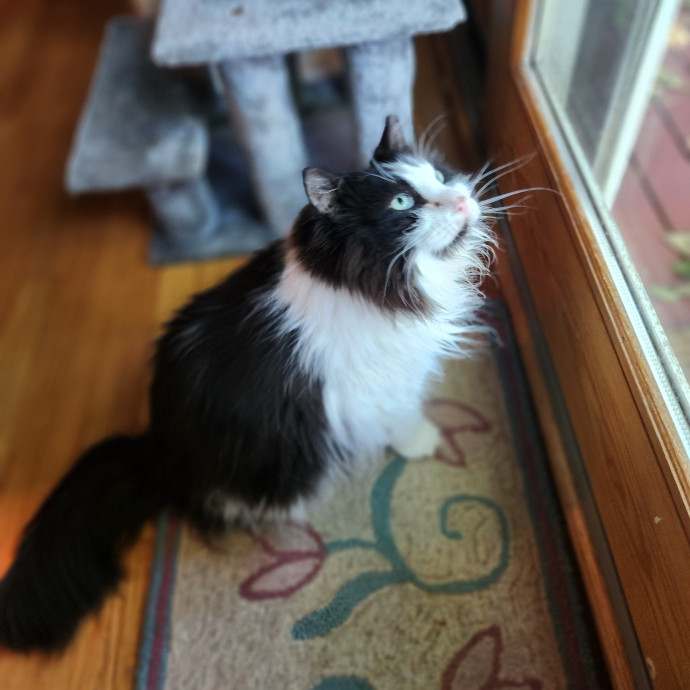 Kim's Kitty Sitting