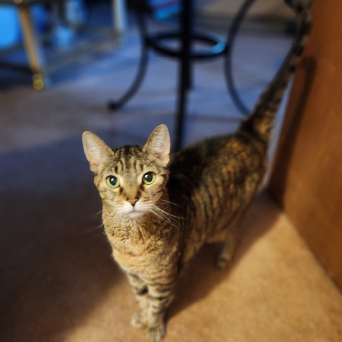 Kim's Kitty Sitting