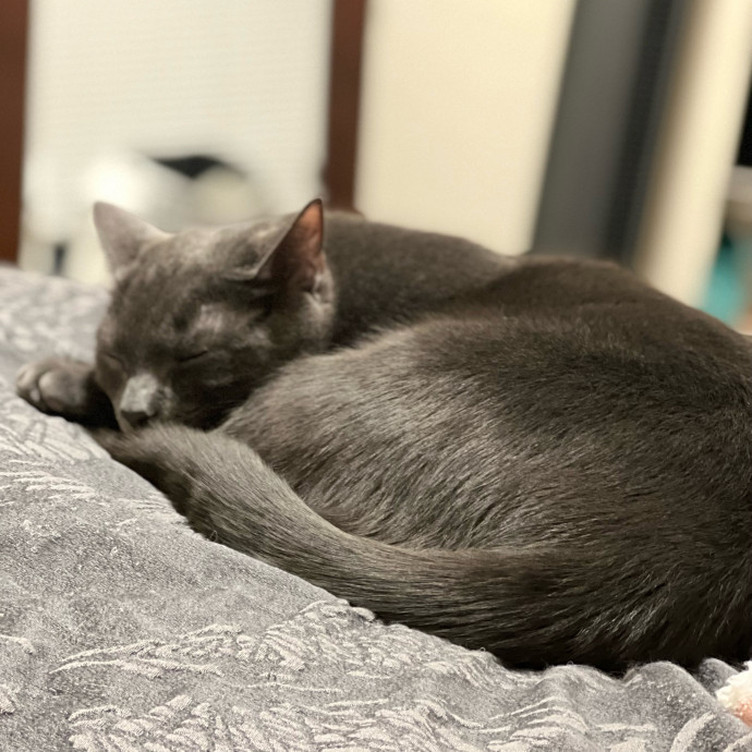 Laura's Patient Pet Visits