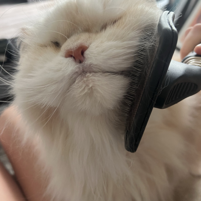 Laura's Patient Pet Visits