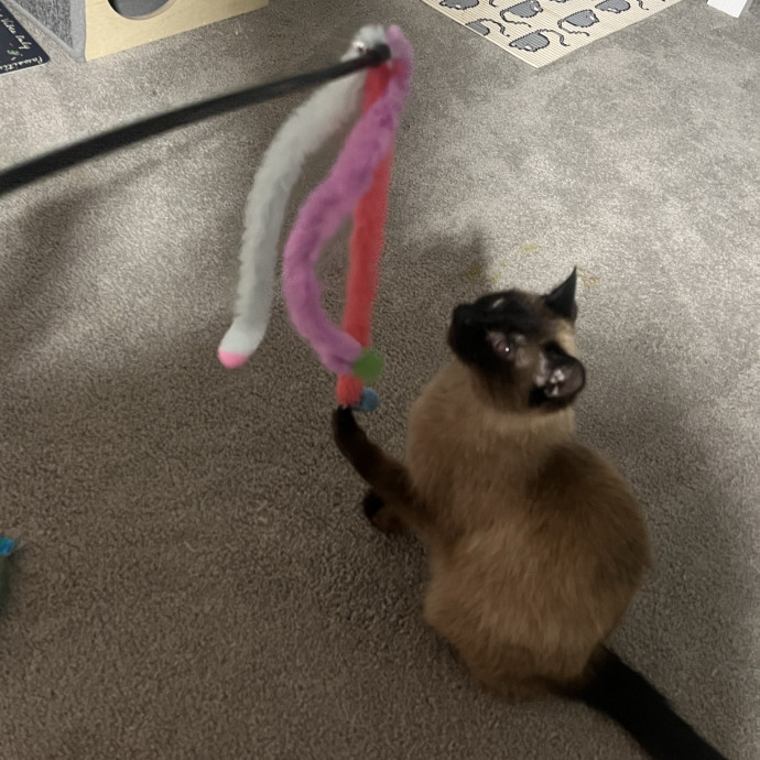 Laura's Patient Pet Visits
