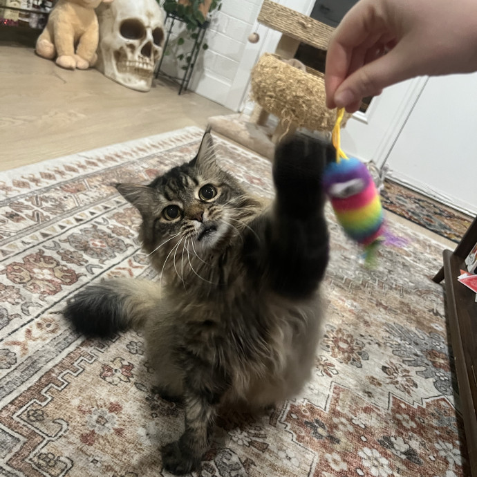 Laura's Patient Pet Visits