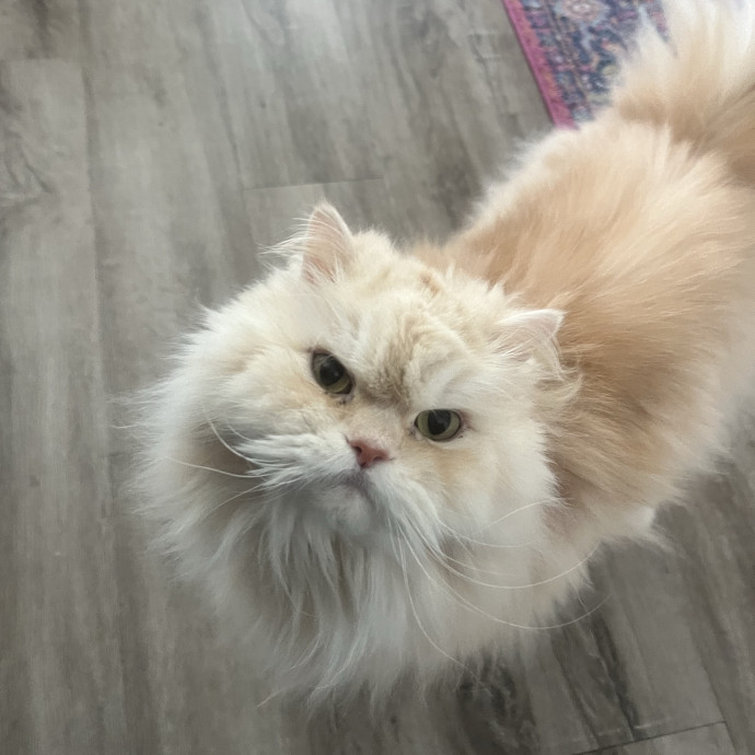 Laura's Patient Pet Visits