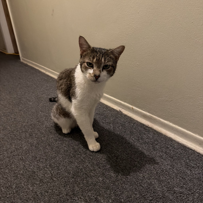 Cat Mom