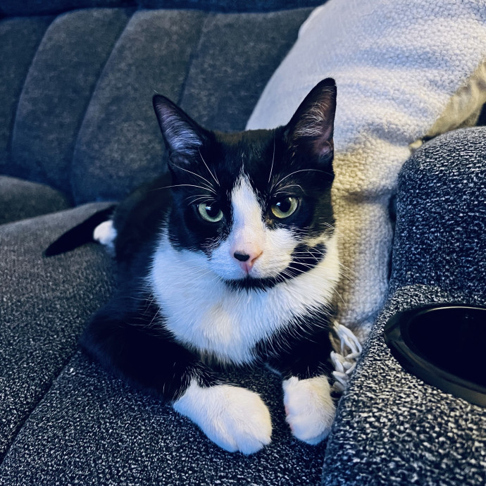 Cat Mom