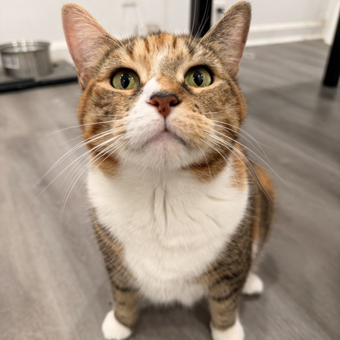 Cat Mom