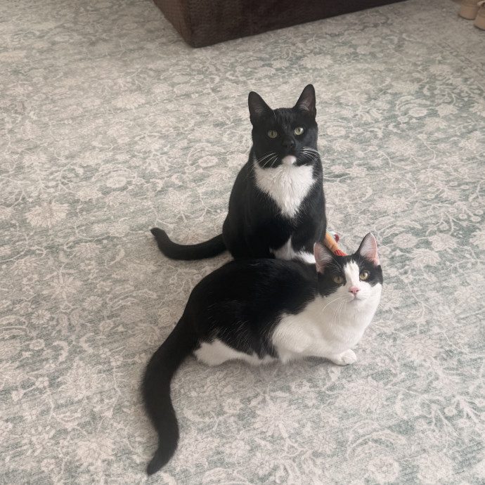Cat Mom photo 3