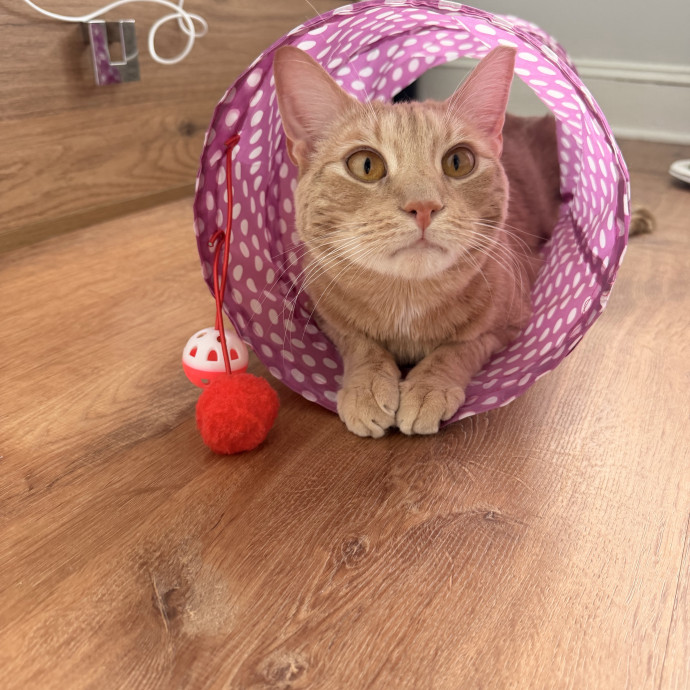 Cat Mom photo 2