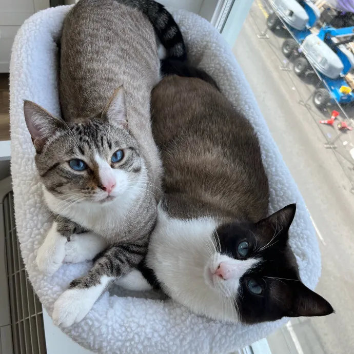 Evie The Cat Concierge