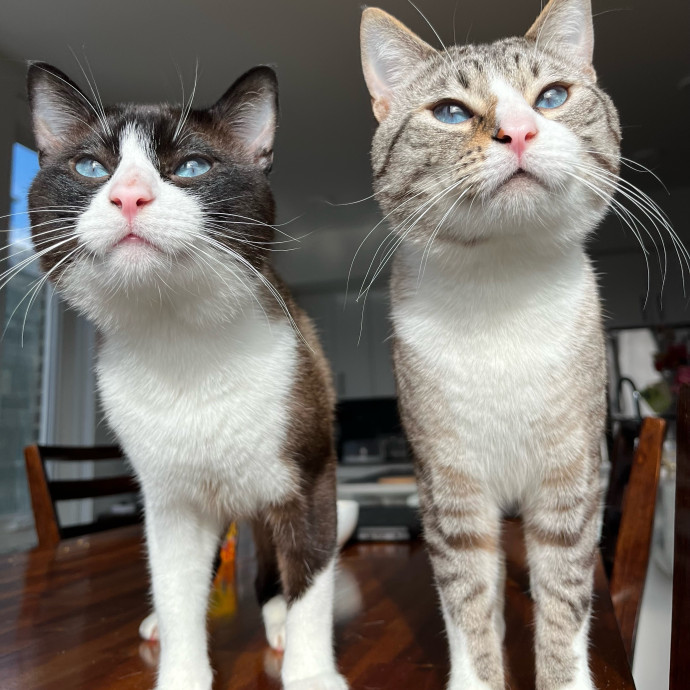 Evie The Cat Concierge