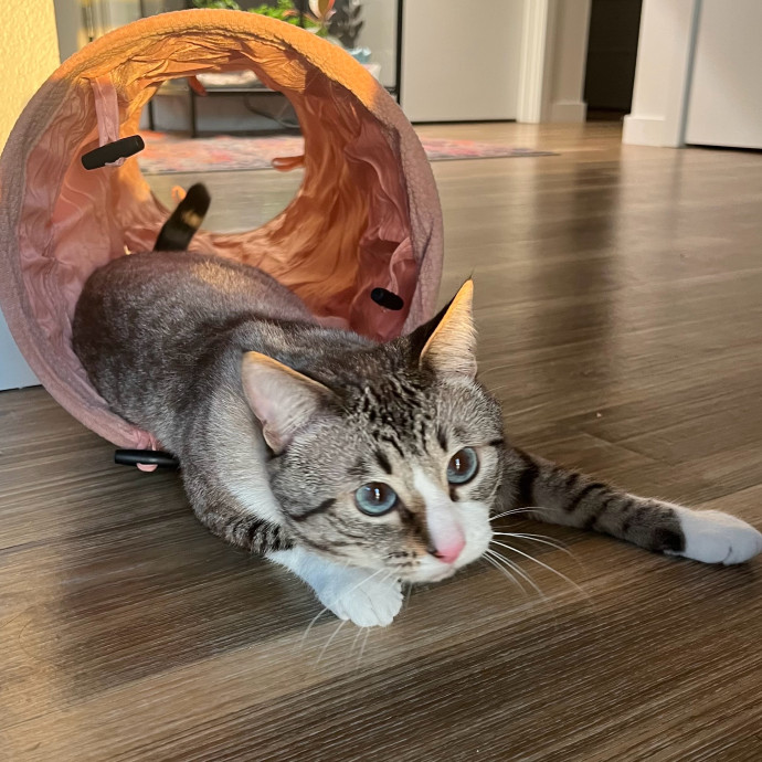 Evie The Cat Concierge photo 3